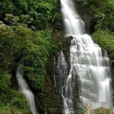 独步竹林